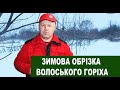 №117 Зимова обрізка горіхів першого, другого та третього року після посадки