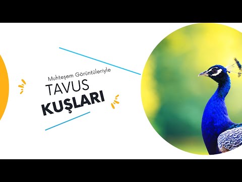 tavus kuşu sesi ve görüntüsü ( )peacock bird()
