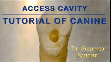 Canine access opening | Canine RCT | Canine access cavity preparation| Easy endodontics