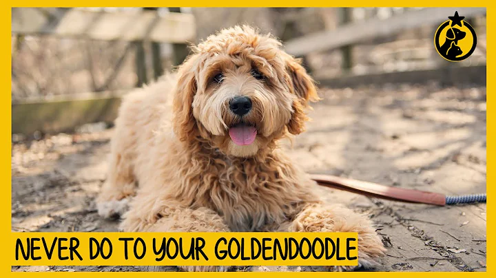 5 Things You Must Never Do to Your Goldendoodle
