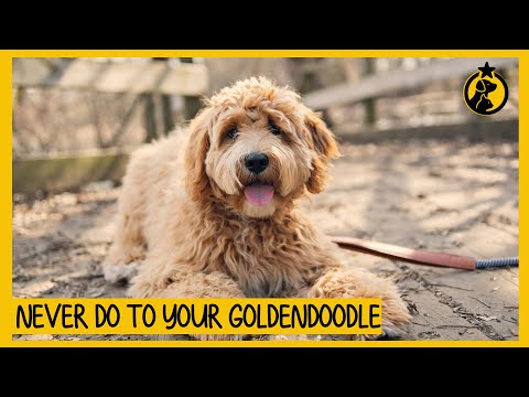 فيديو: Goldendoodle الجرو السلوك