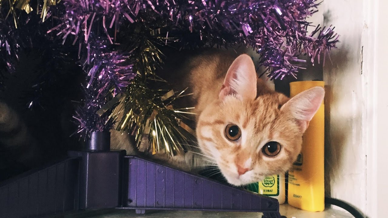 Christmas | Chronicles of the Carsonelles #02