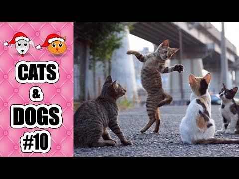 dog dancing video | FunnyDog.TV