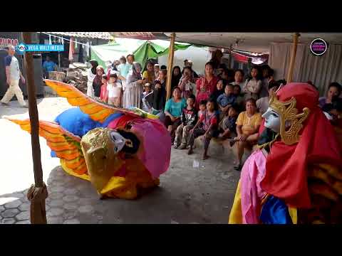 Liku - liku - burok pkc live desa kalimukti pabedilan cirebon 15 april 2025@PKCOFFICIAL