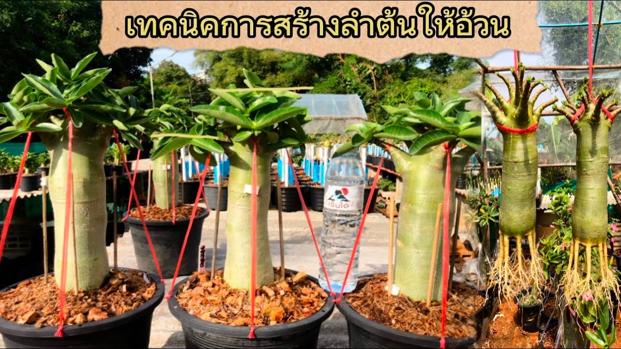เทคนิคการเลี้ยงชวนชมทรงสูงให้ได้ลำต้นอ้วน