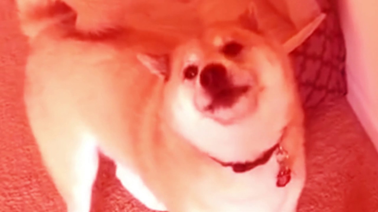 Dog sees Jah for first time (gone sexual) - YouTube