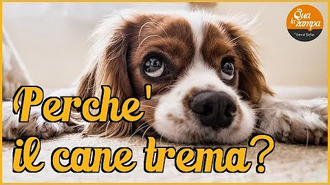 Come far smettere di tremare i cani?