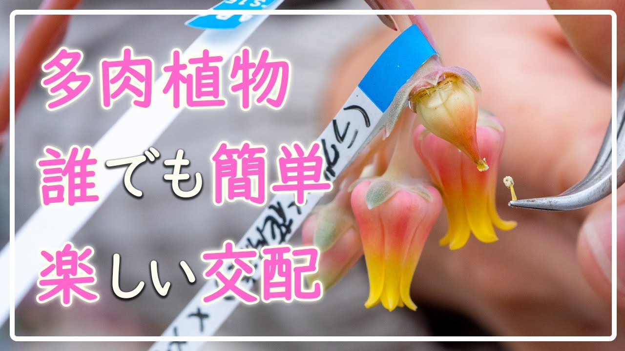 Succulents] You can cross-pollinate with just a pair of tweezers