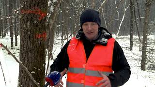 Путь «из леса в саженцы»: как проходит лесозаготовка в Смоленской области
