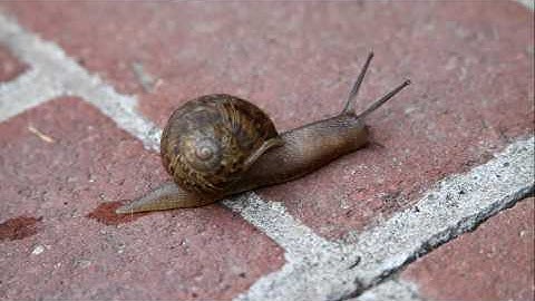 A snail moving along and leaving it