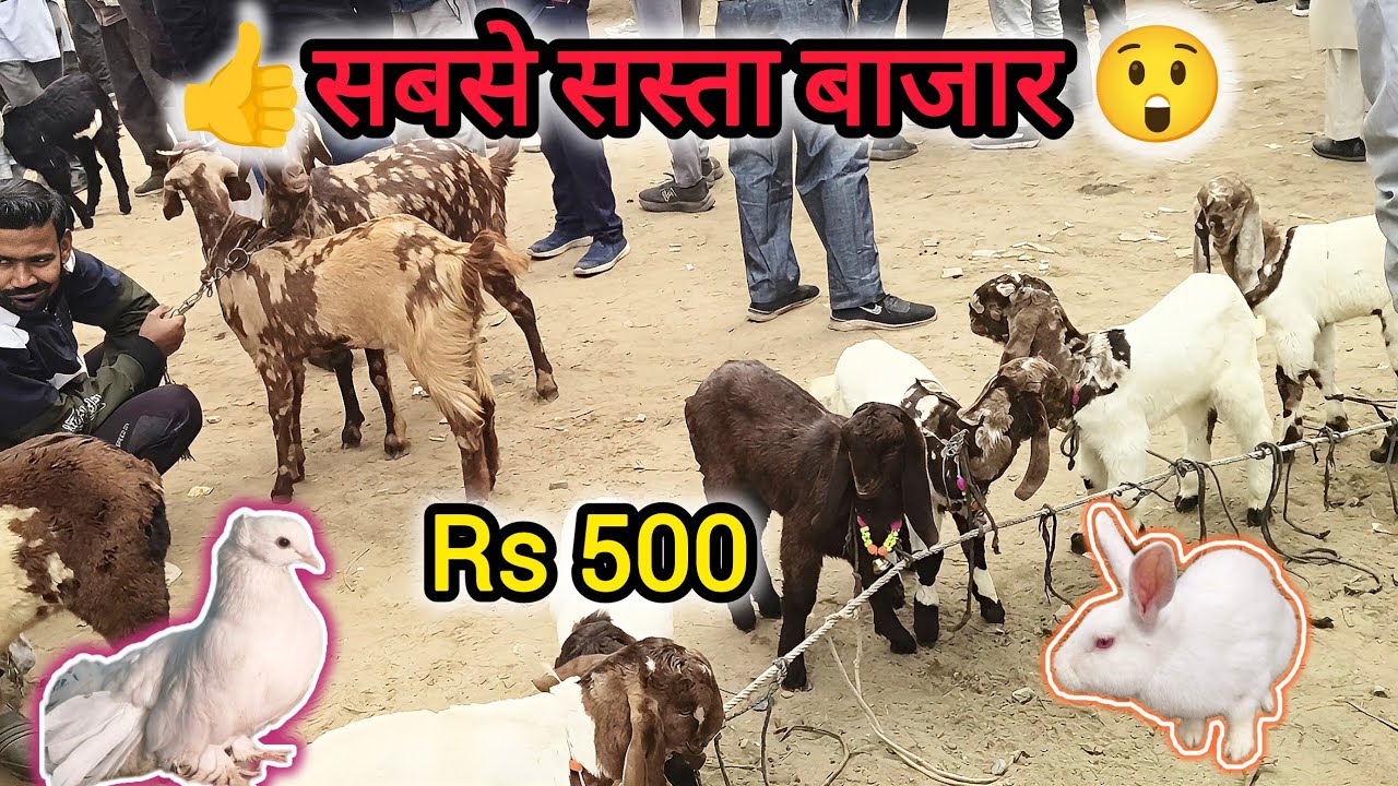 Sabse Sasta Bazar || Bakri Bazar || Murgi Bazar Bakri Market || Kabutar Market ||  