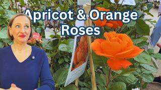 Abrikoos- En Oranje Rozen Die Echt Opvallen Met Ontwerptips