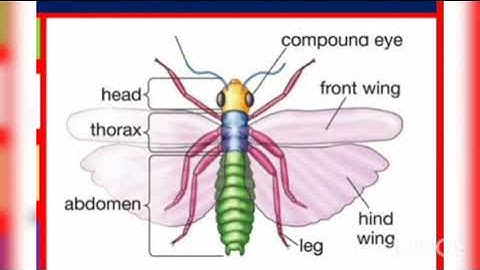 4th std Term - 3 Science unit - 2 Life of animals Part - 2