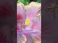 Hibiscus plant tropical varieties puspashree nursery kolaghat 9609456194