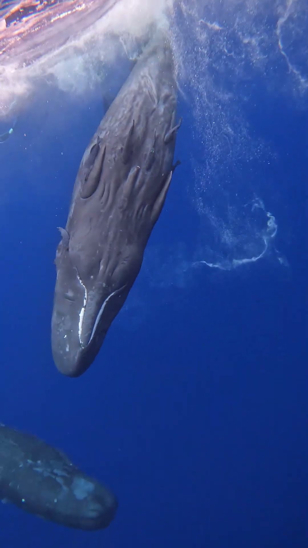Two Baby Sperm Whales Swimming Near the Surface