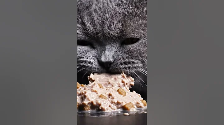 Video 11752431: british shorthair cat eating, cat eating sounds, cat eating food