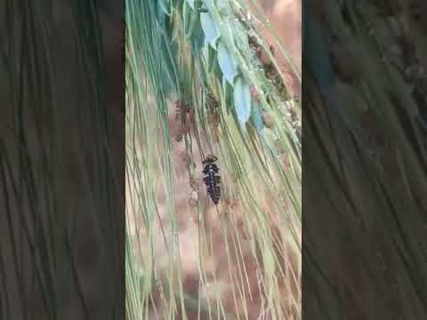 Video: Böceklerin dünyası. uğur böceği larvası