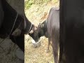 Nepal mountains rural life #nepalireels #mountains #food #cooking #shorts #viral #explorenepal