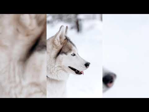 Видео: Ескимски и инуитски имена за хаски и други породи кучета