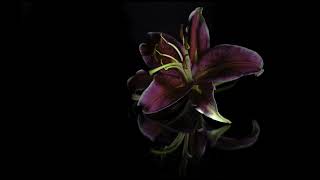 Hiro Aishido - 21 Days (Lyrics in the Description) Wealth