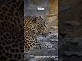 Ranthambore national park #leopard #travel #deerhunting #deer #safari #jungle #junglesafari #trend
