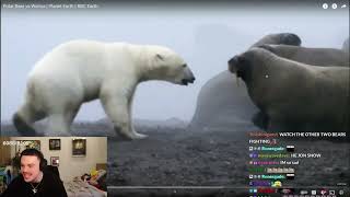 FaZe Adapt Reacts to Animals| Polar Bear attacks Human & Polar Bear vs Pack of Walrus Wealth