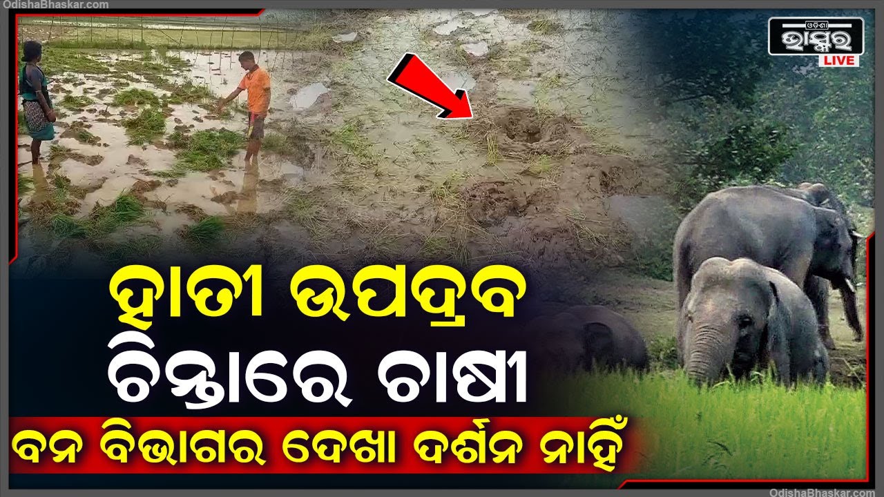 ବନ ବିଭାଗର ଦେଖା ଦର୍ଶନ ନାହିଁ...ହାତୀମାନଙ୍କର ଉପଦ୍ରଵ, ଚିନ୍ତାରେ ଚାଷୀ..