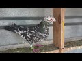 Rare colour racing pigeon Lottering Loft