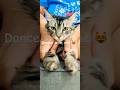 Dance with my cat #cat