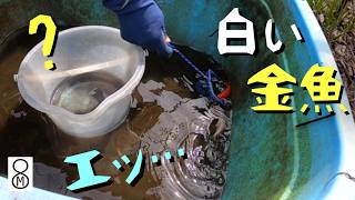 ビオトープで生まれた白い金魚、タライから取り出してみると…エッ、これは？