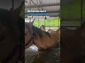 Heavy rains in Texas leaves stable full of horses flooded; all evacuated safely  #Shorts