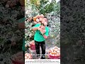 Harvesting Fresh Oranges – Picking Sun‑Ripened Fruit by Hand 🍊