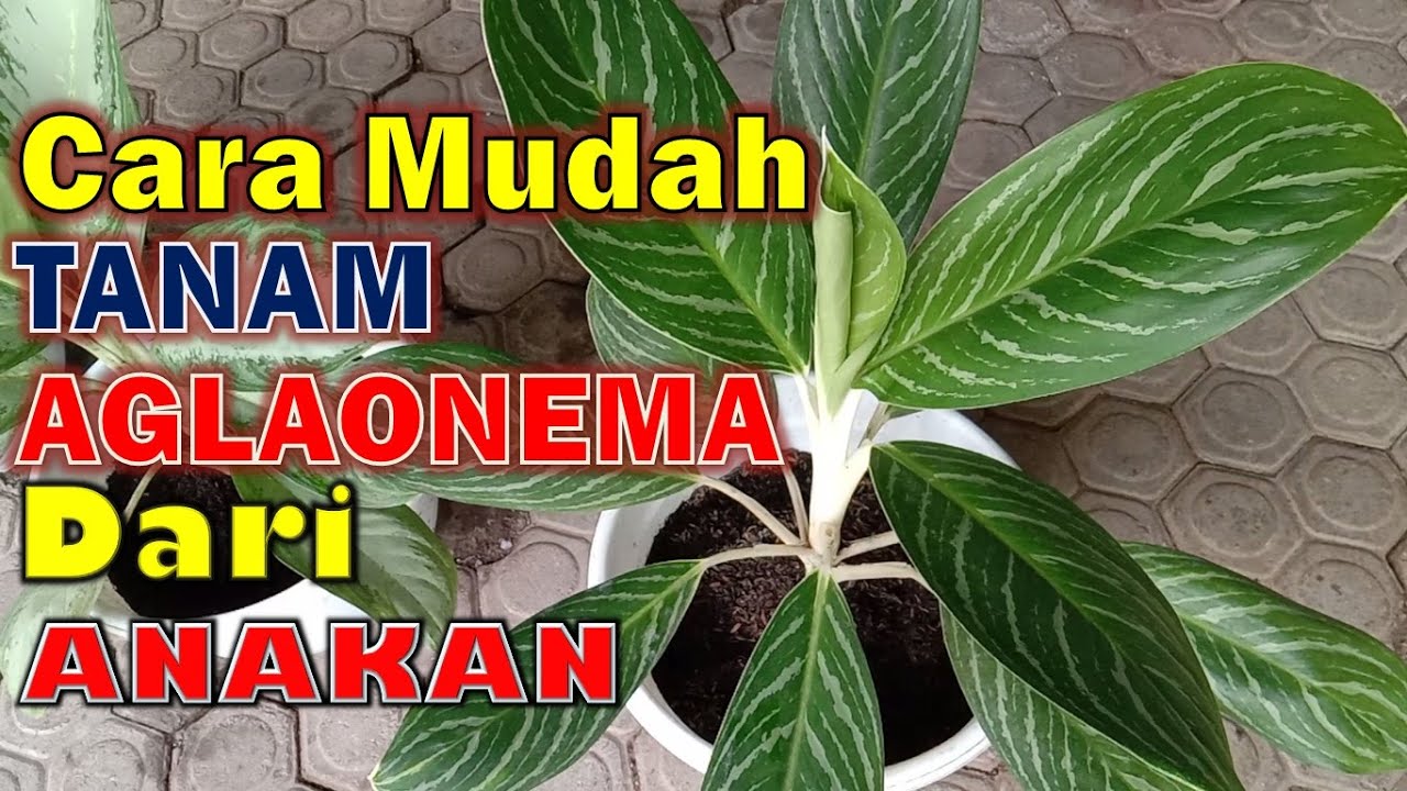 Cara Mudah Menanam Aglaonema Dari Anakan 