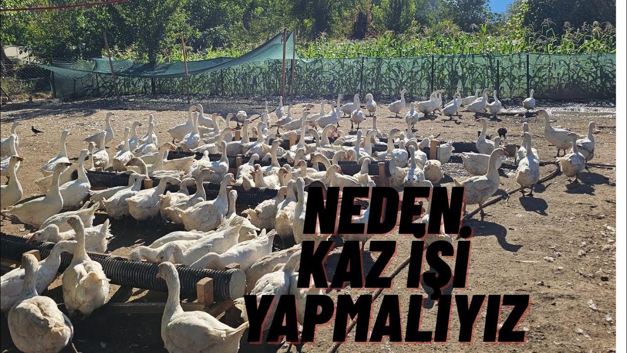 NEDEN KAZ İŞİNE GİRMELİYIM #HOROZ #KUZU #KAZ #HİNDİ #KÖY #KÖPEK #KÖYEVİ #KOMPOST #HOBİBAHÇESİ #