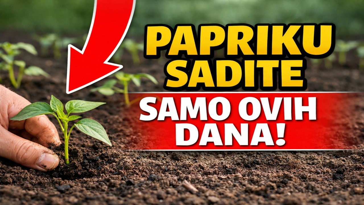 SADITE PAPRIKU 2026. SAMO OVIM DANIMA! Tajne rekordnog uroda i najveća pogreška koju radi 99% vrtla