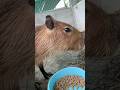 ดมคาปิบาร่า? #wjexotic #capybara #exotic #animals #คาปิบาร่า #หมากีวี #หมามะพร้าว