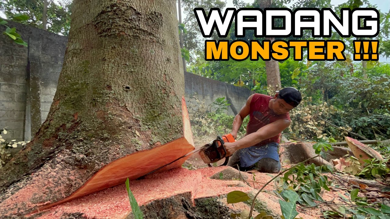 Excellent,,, The felling of a century-old and dangerous big tree - YouTube