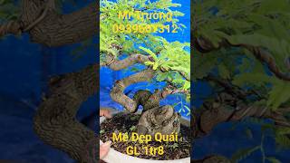 MR TRƯỜNG | #0939607312 | ME ĐẸP QUÁI GL 1TR8... #bonsailuctinhmientay #medep #mequai #ltmt #bsltmt