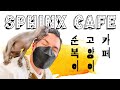 Korean Animal Café (Sphinx Edition)