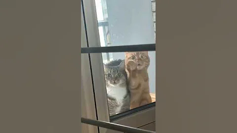 Video 11328111: british shorthair tabby cat, british shorthair golden tabby, british shorthair cat eating