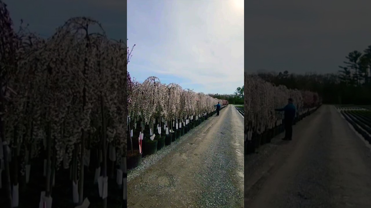 Prunus Snow Fountains: A Stunning Little Weeping Flowering Cherry That's Perfectly Named! #garden