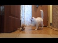 Playing cat