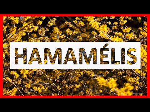 Vídeo: Hamamelis Virginiana - Propriedades úteis E Usos Da Hamamélis Virginiana