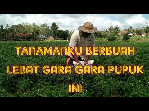 Video: Bisakah kotoran sapi membakar tanaman?