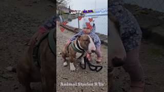 Bull Terrier and Baby Are Besties