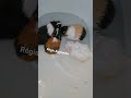 porquinho-da-índia Cuy Cavia porcellus Banho