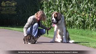 Bernhardiner Erziehung ✅ Video nach der Hundeschule