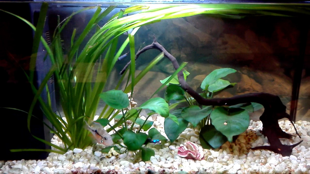 Acquario 60 litri - YouTube