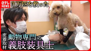 【密着】動物に'動ける喜び'を日本初 動物専門の義肢装具士の思い『every.特集』