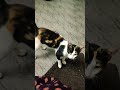 cat lovers #petlover#shortvideo#catfunny #lovingcats 🐈